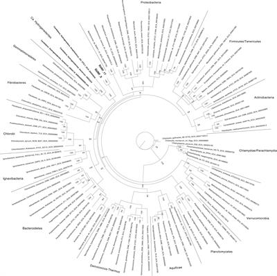 Genomic Description of ‘Candidatus Abyssubacteria,’ a Novel Subsurface Lineage Within the Candidate Phylum Hydrogenedentes